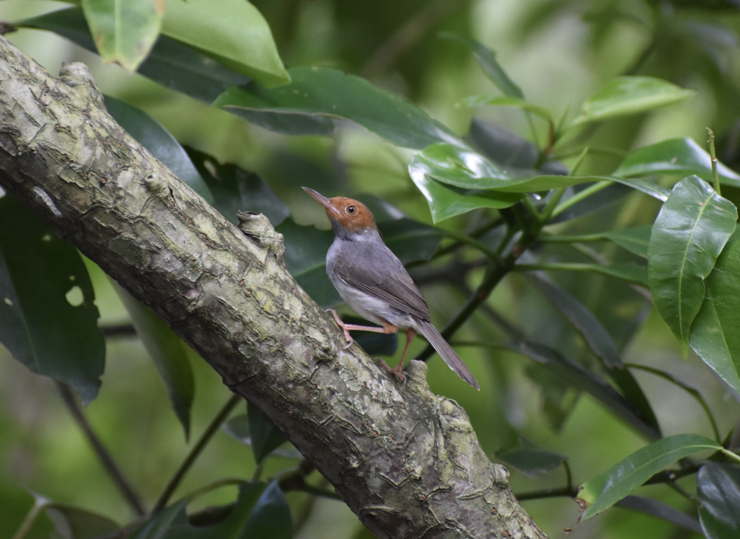 Ashy Tailorbird ~ Sungei Buloh Wetland Reserve