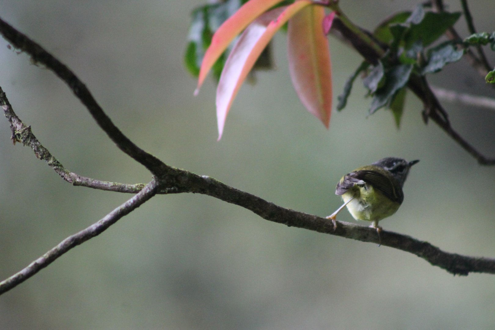 Ashy-throated Warbler (Phylloscopus maculipennis)