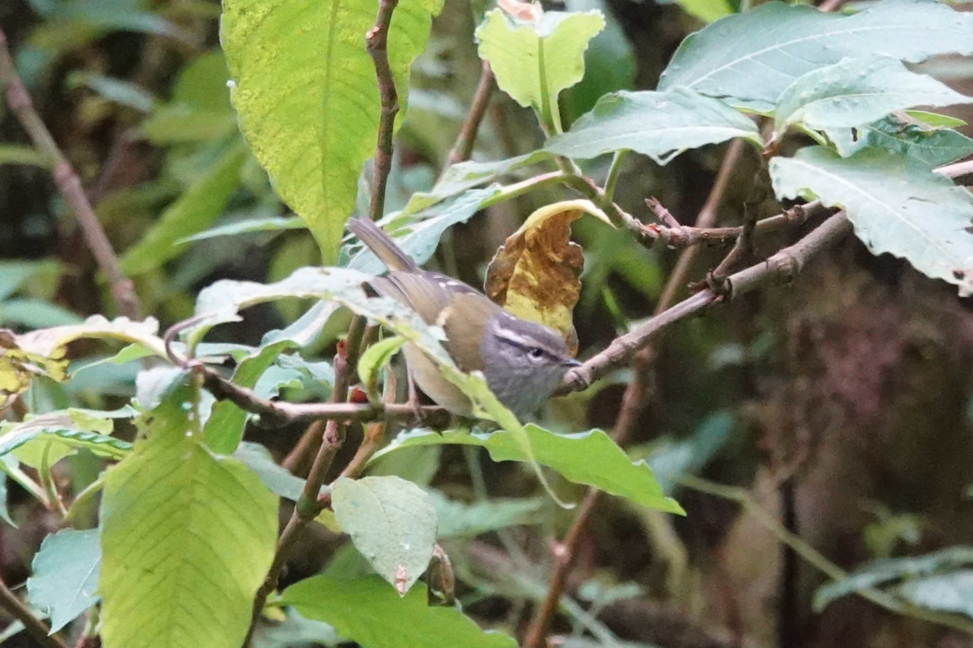 Ashy-throated Warbler