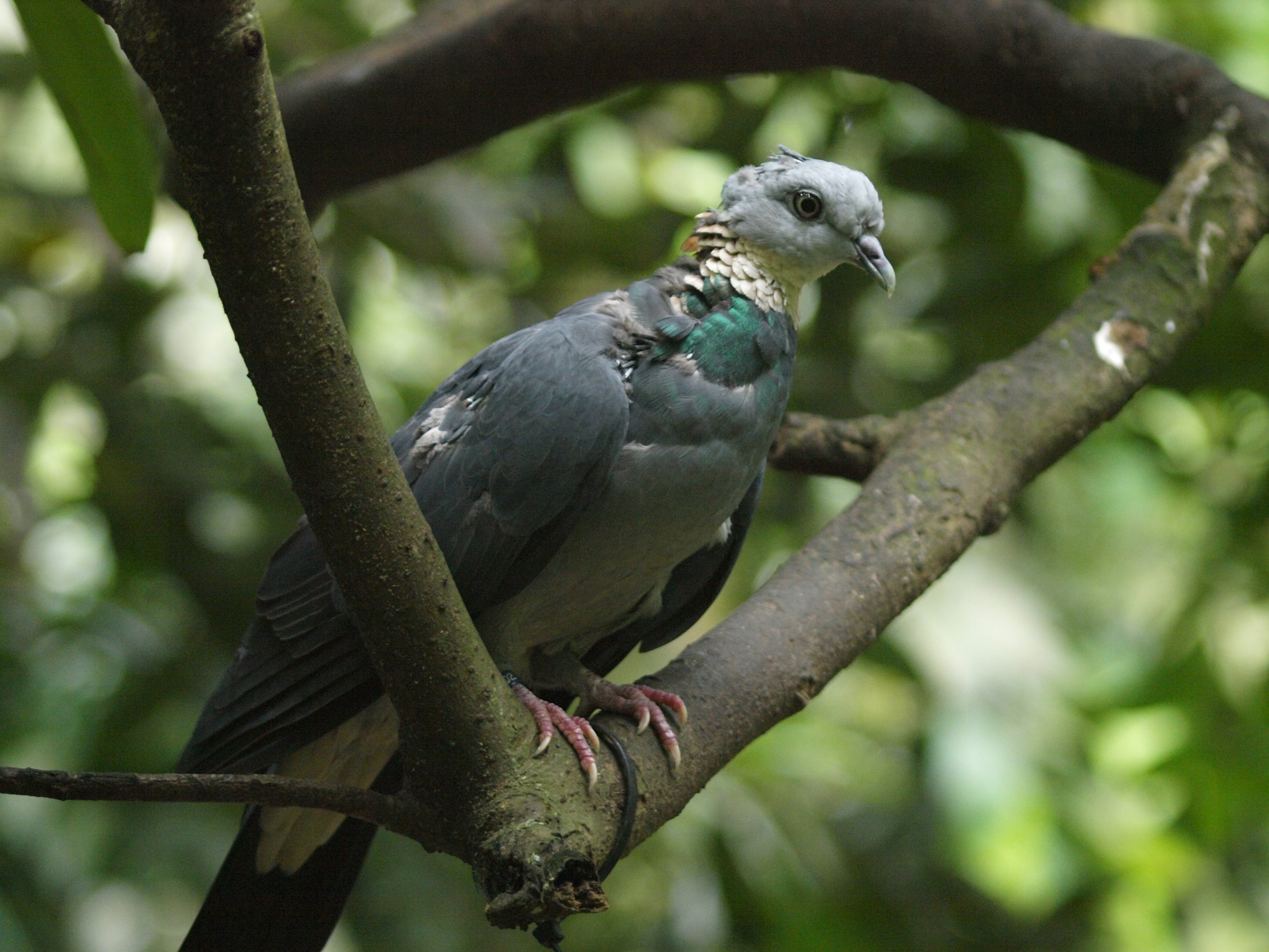 Ashy wood pigeon (C. pulchricollis)