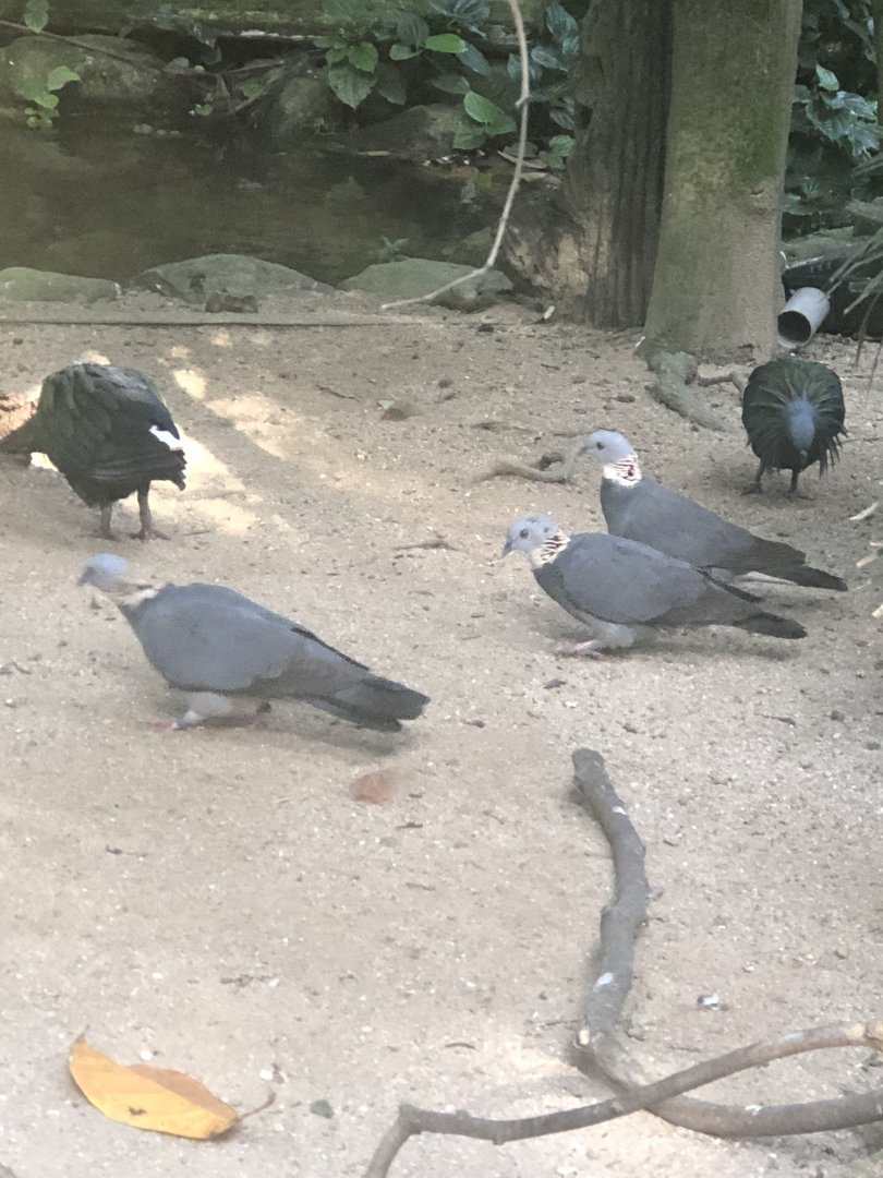 Ashy Wood-pigeon (Columba pulchricollis)