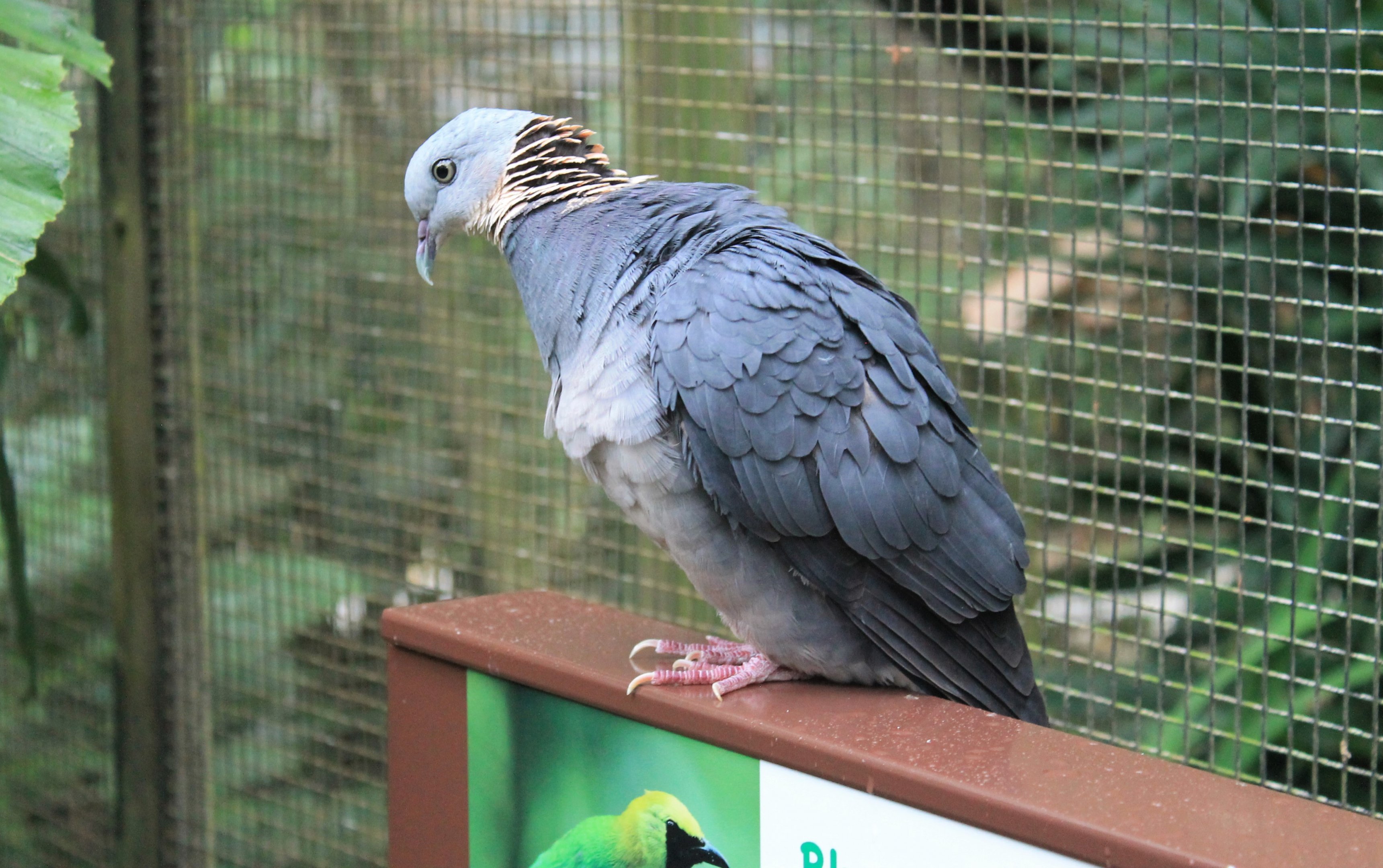 Ashy Wood Pigeon (Columba pulchricollis)