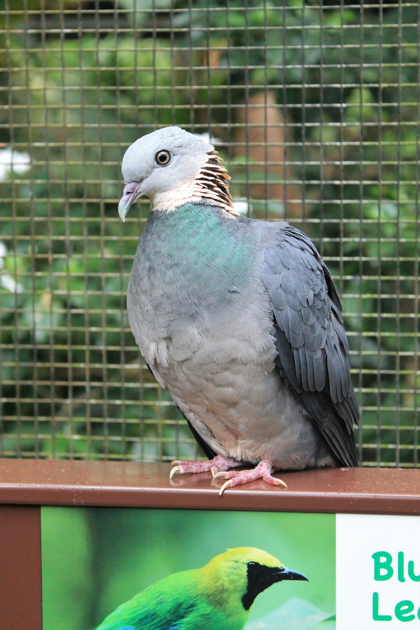 Ashy Wood Pigeon (Columba pulchricollis)