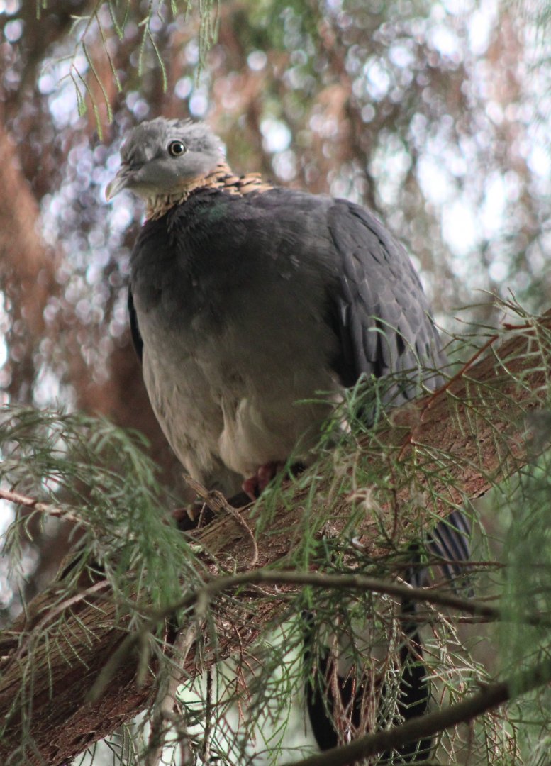 Ashy wood-pigeon