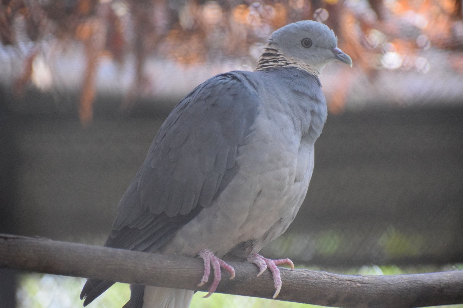 Ashy wood pigeon