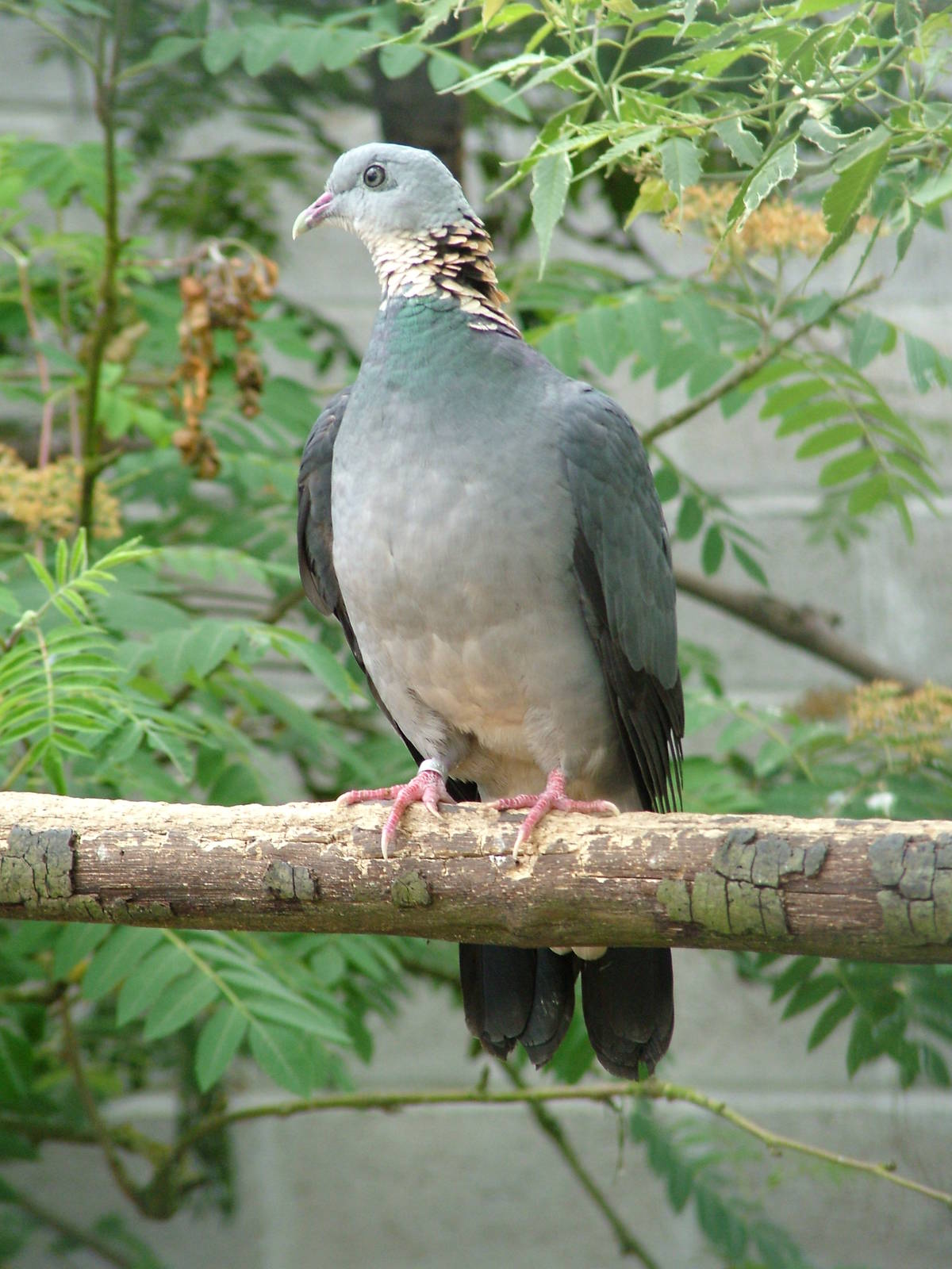 Ashy Woodpigeon at Plantaria 14/05/09