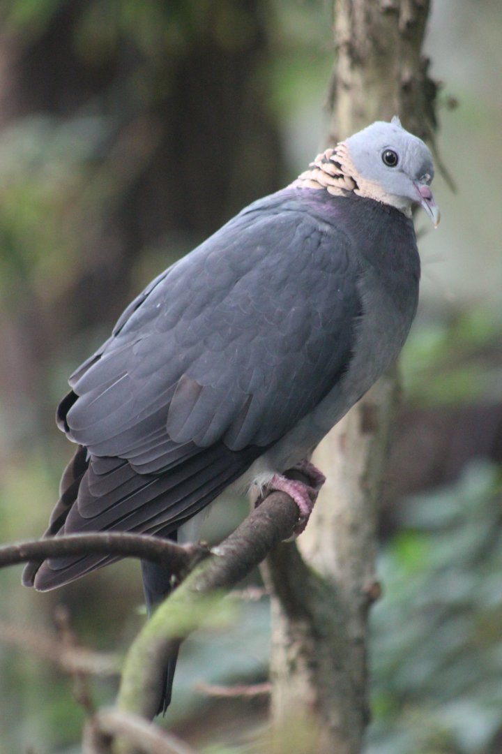 Ashy woodpigeon (Columba pulchricollis)