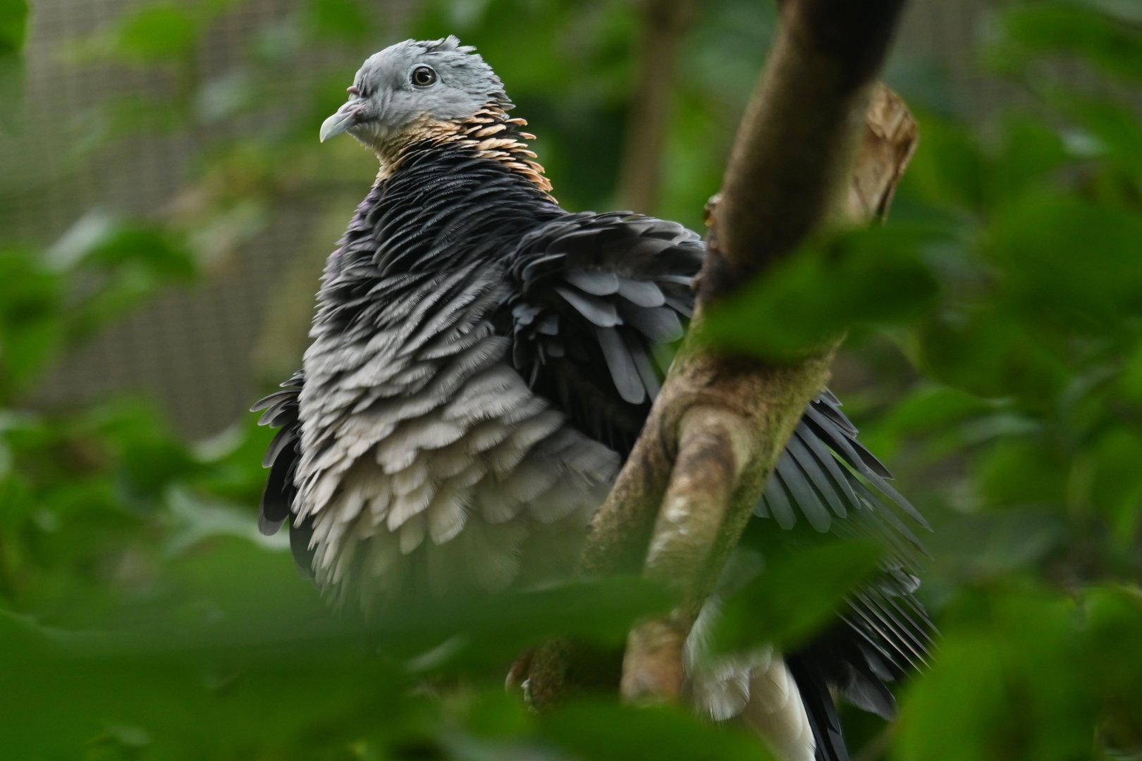 Ashy woodpigeon Columba pulchricollis
