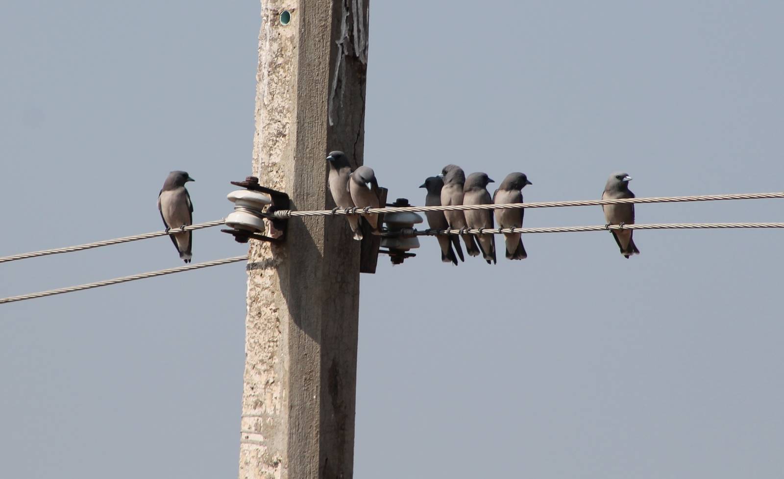 Ashy Woodswallow (Artamus fuscus)
