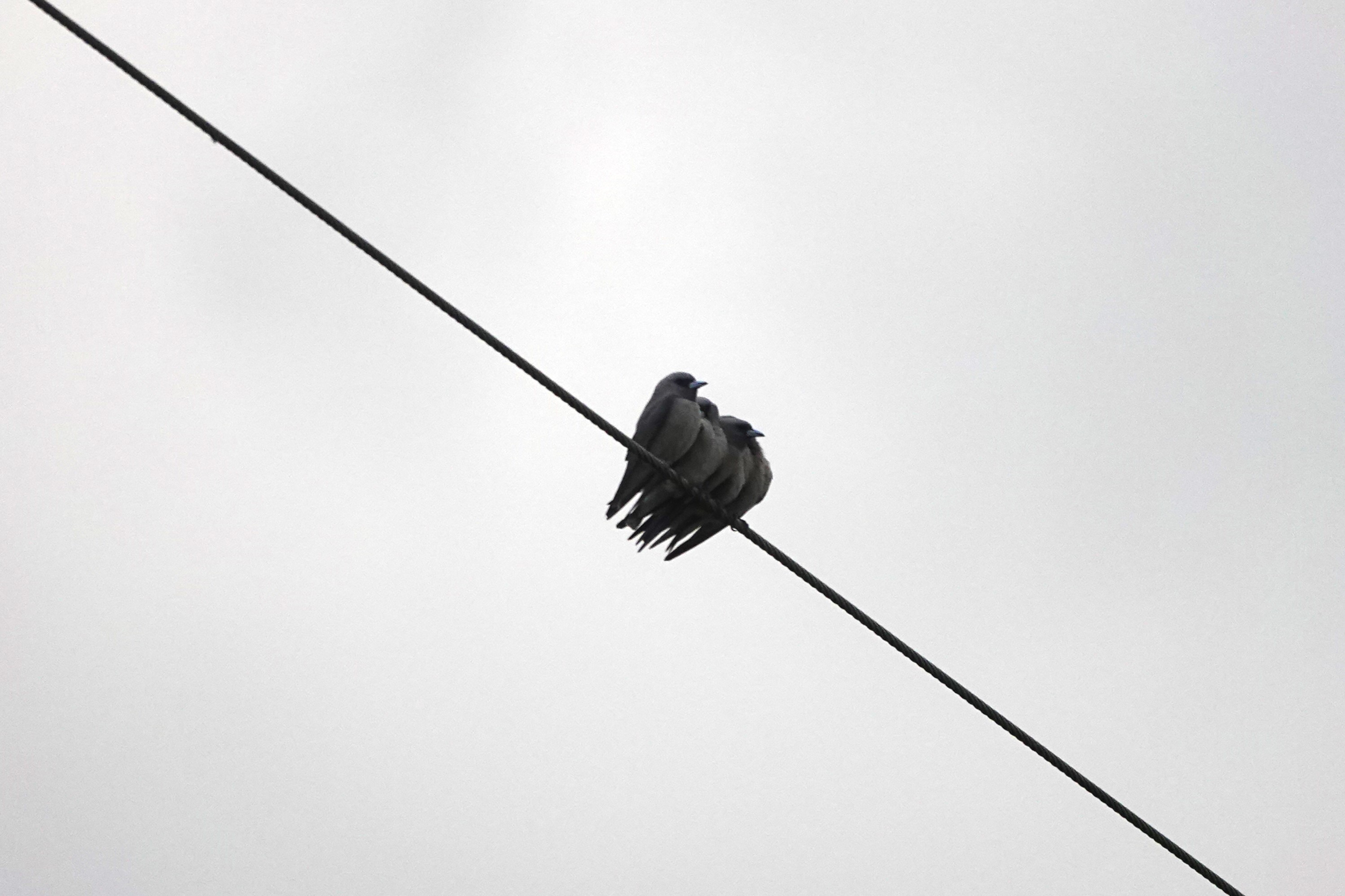 Ashy Woodswallow
