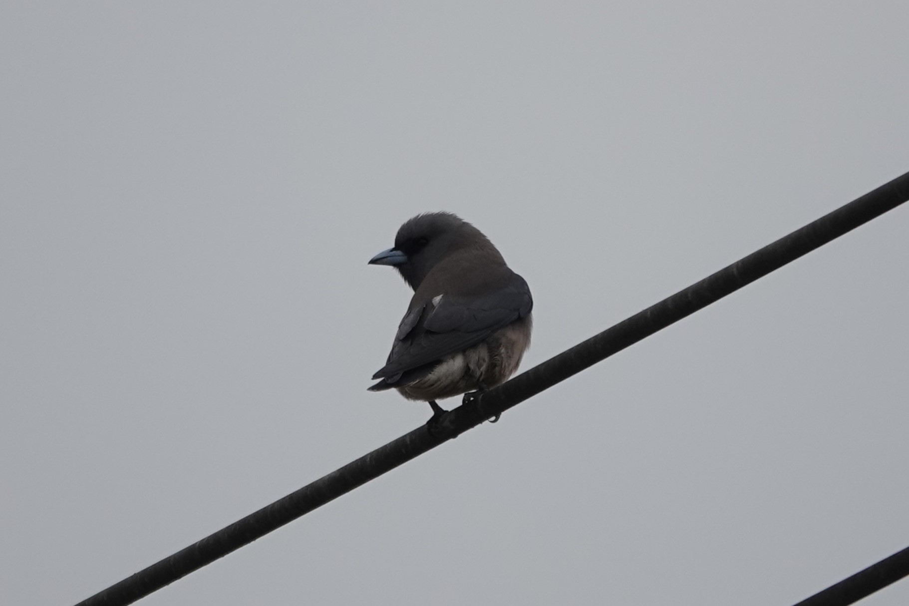 Ashy Woodswallow