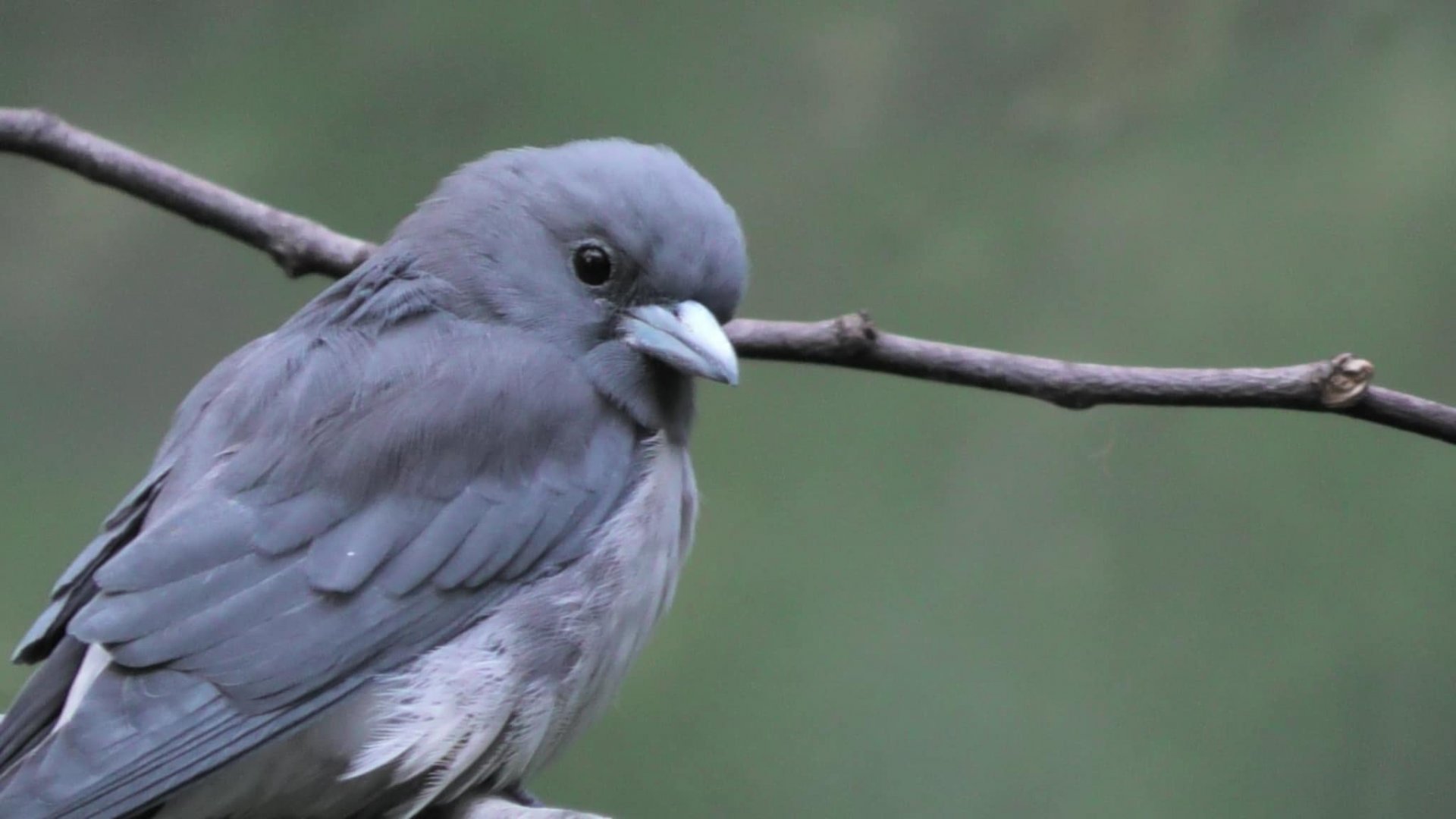 Ashy Woodswallow