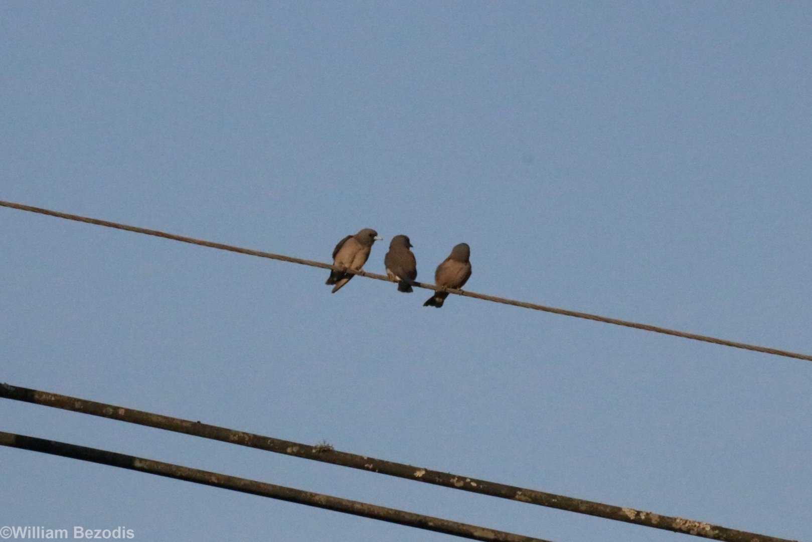 Ashy Woodswallows  - Khao Yai National Park