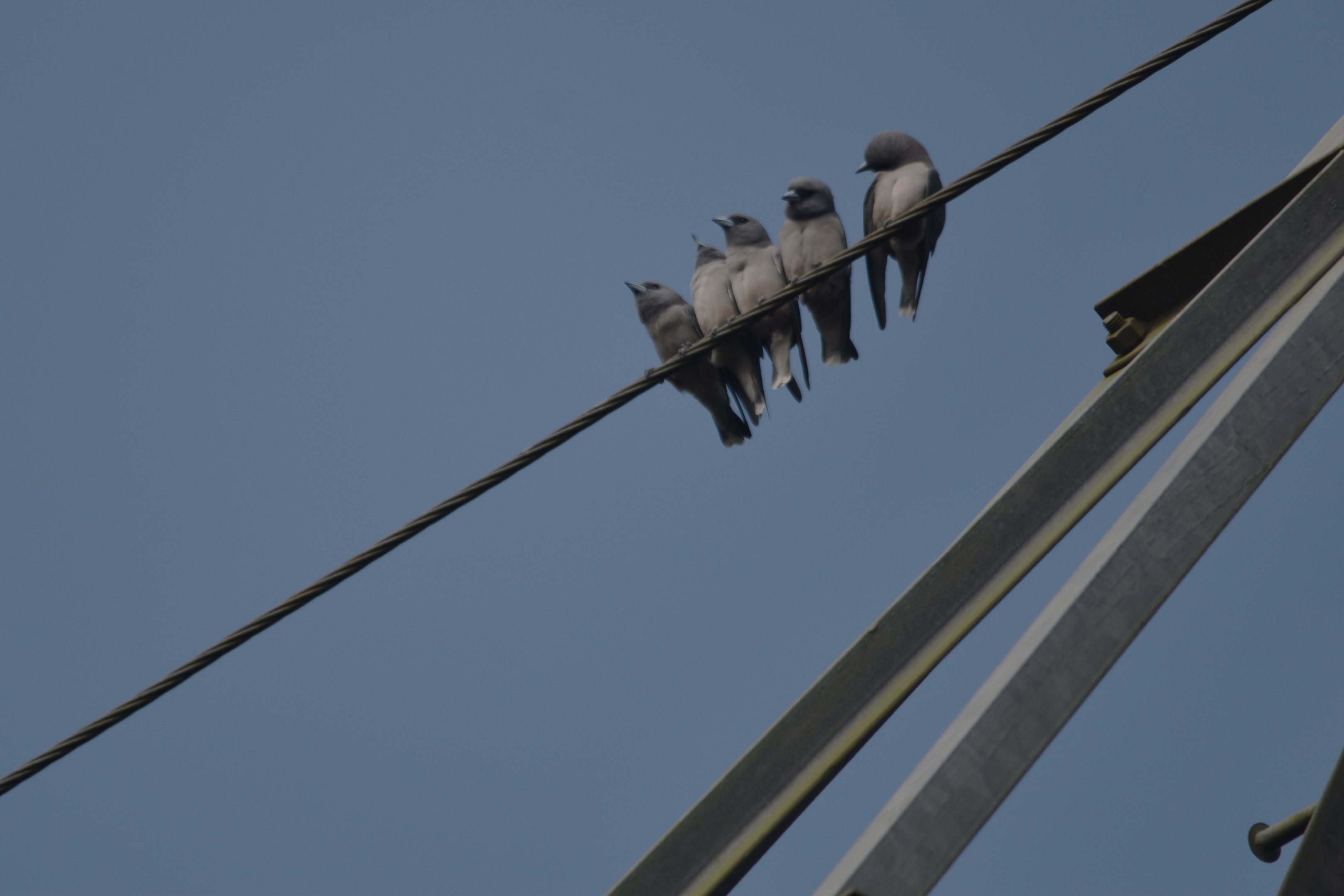 Ashy Woodswallows, Nagarahole Tiger Reserve, 22nd November 2024