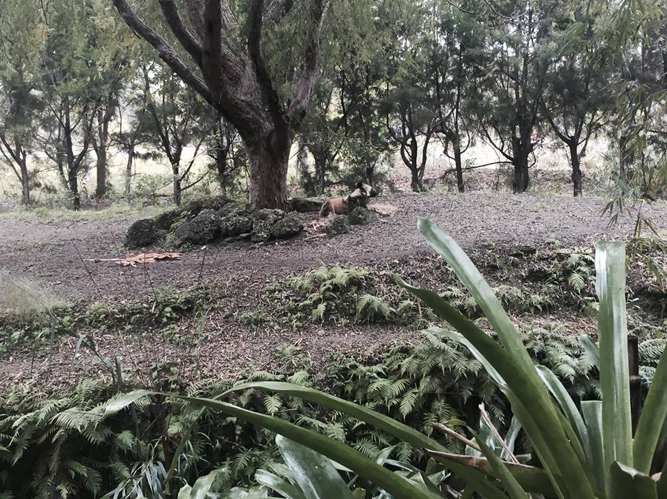 Asia- African Wild Dog