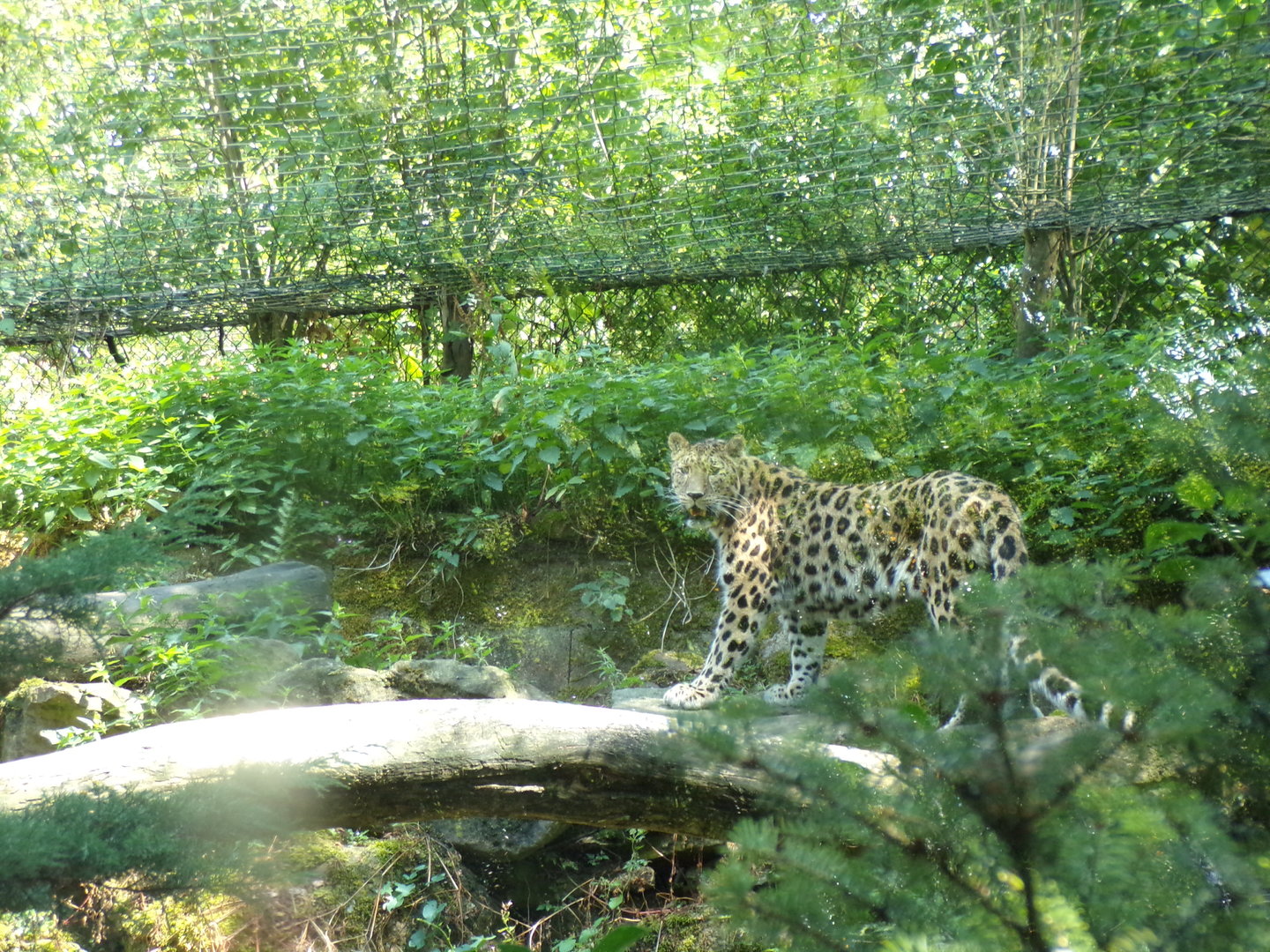 Asia- Amur Leopard 13.7.23