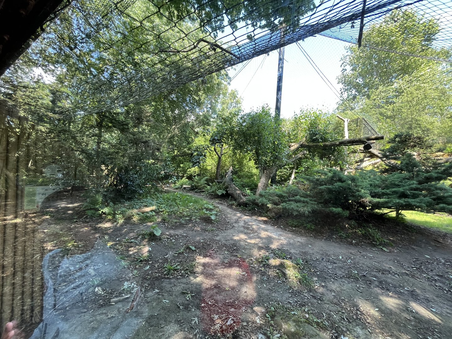 Asia- Amur Leopard enclosure 13.7.23