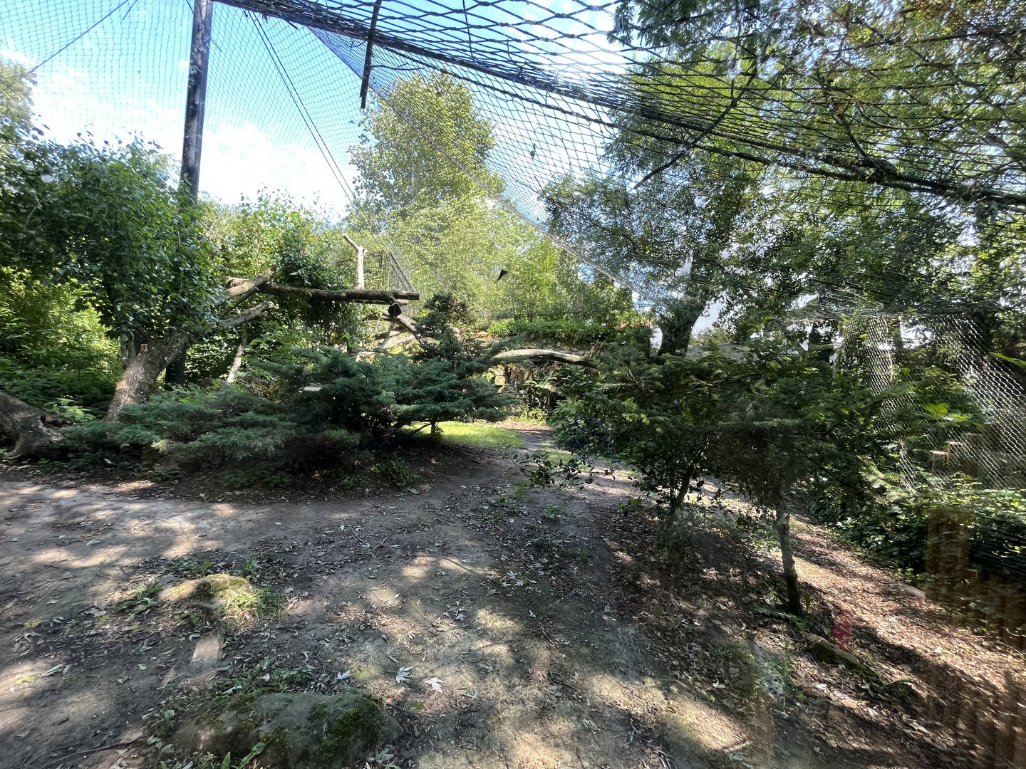 Asia- Amur Leopard enclosure 13.7.23