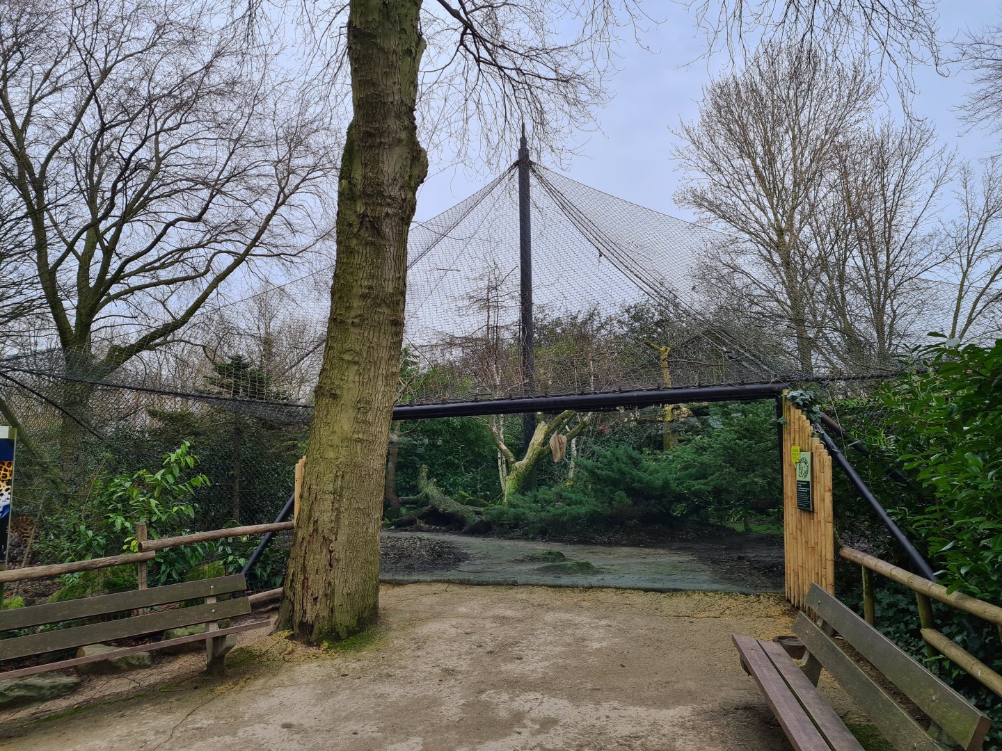 Asia - Amur leopard enclosure