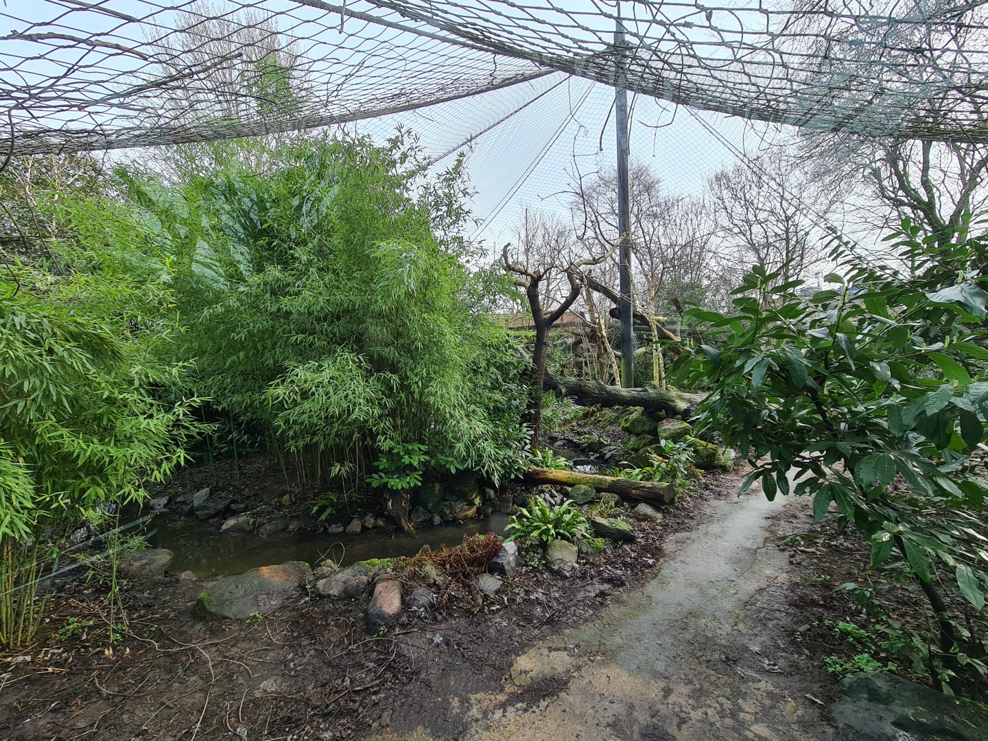 Asia - Amur leopard enclosure