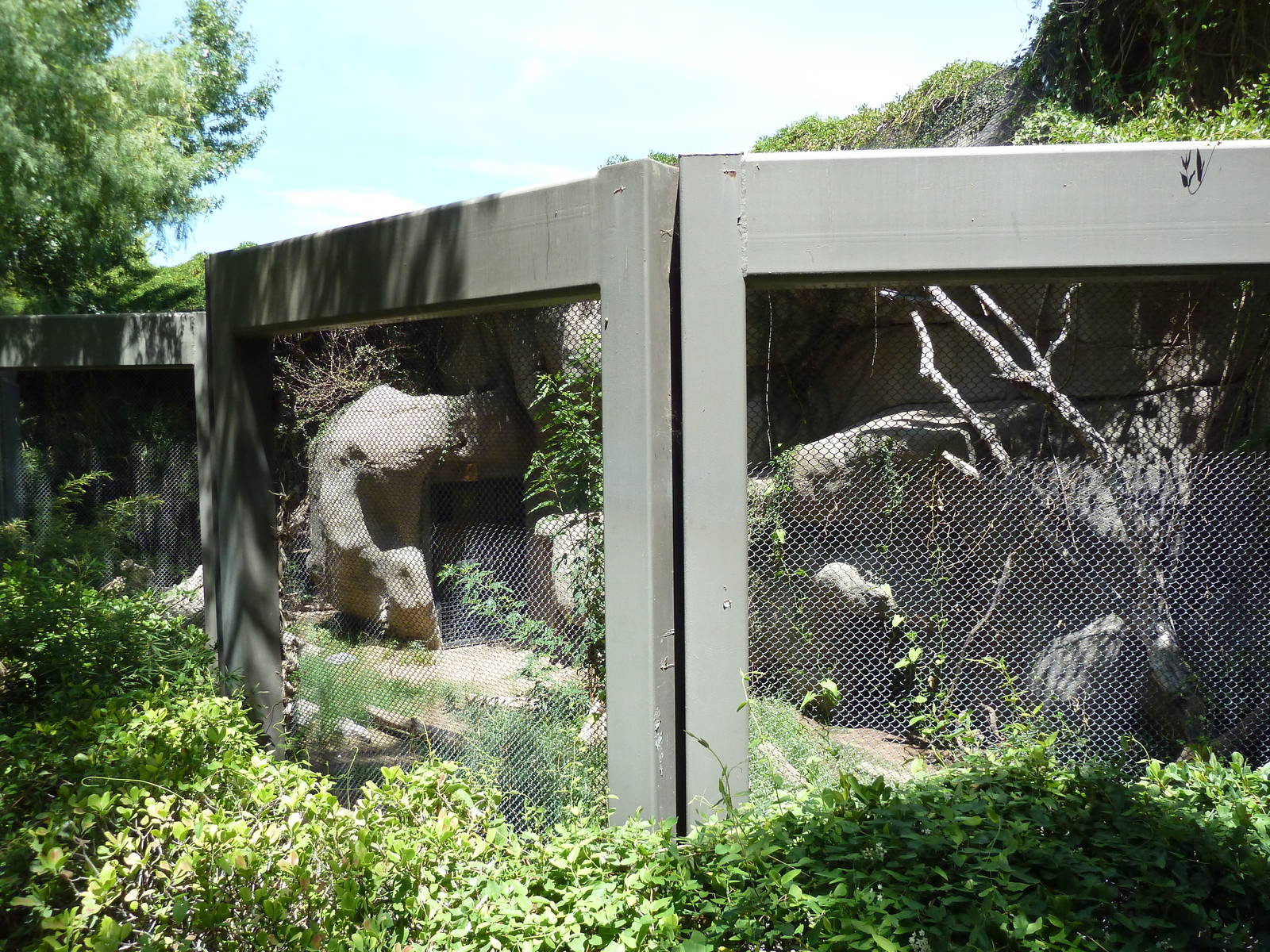 Asia - Amur Leopard Exhibit