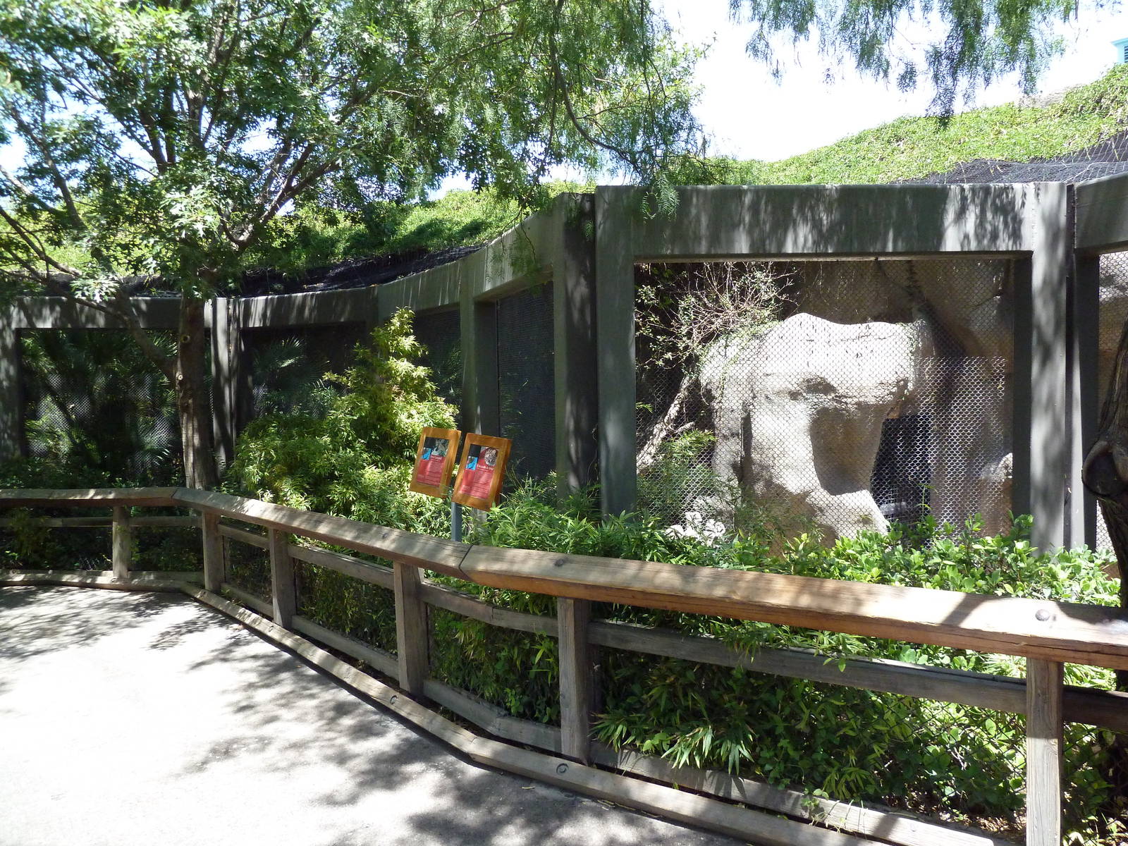 Asia - Amur Leopard Exhibit
