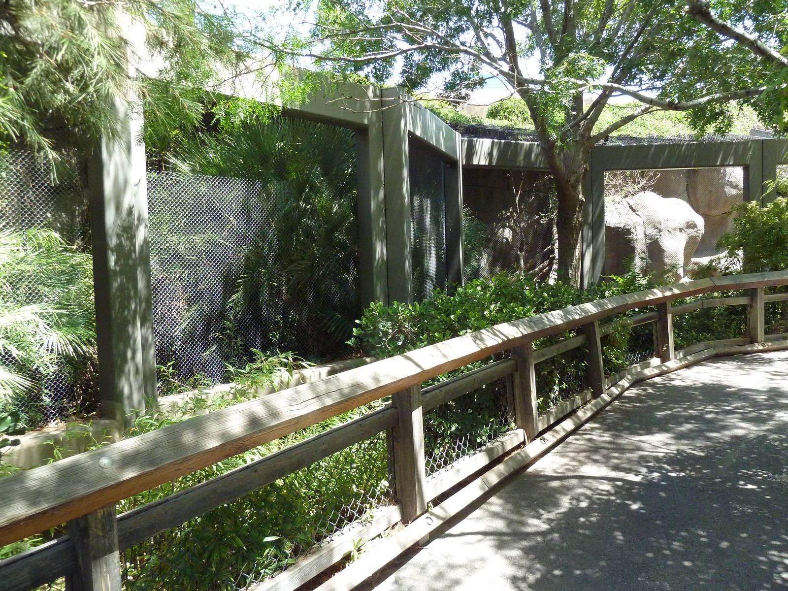 Asia - Amur Leopard Exhibit