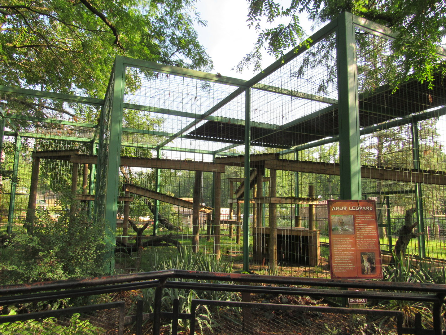Asia - Amur Leopard Exhibit