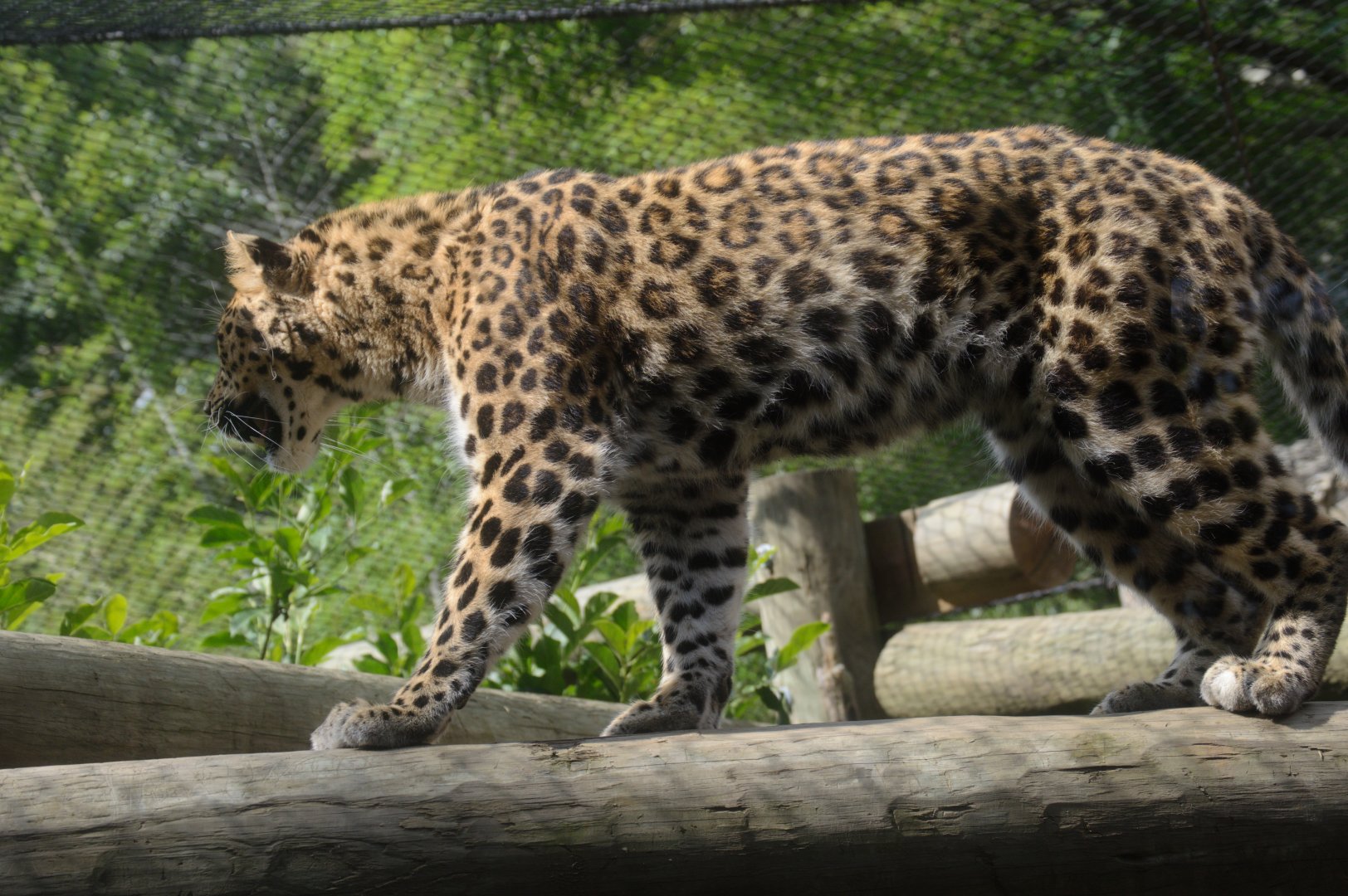 Asia - Amur Leopard