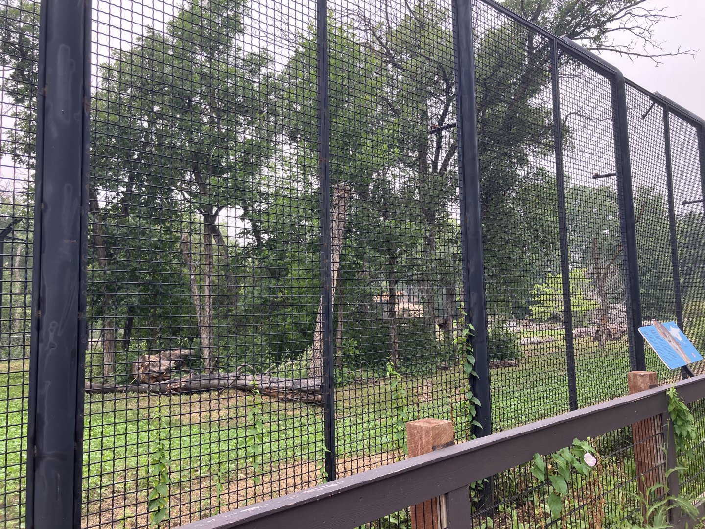 Asia - Amur Tiger Exhibit #1