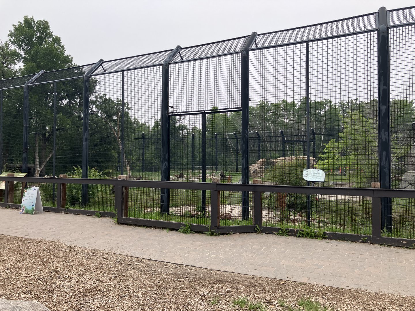 Asia - Amur Tiger Exhibit #1