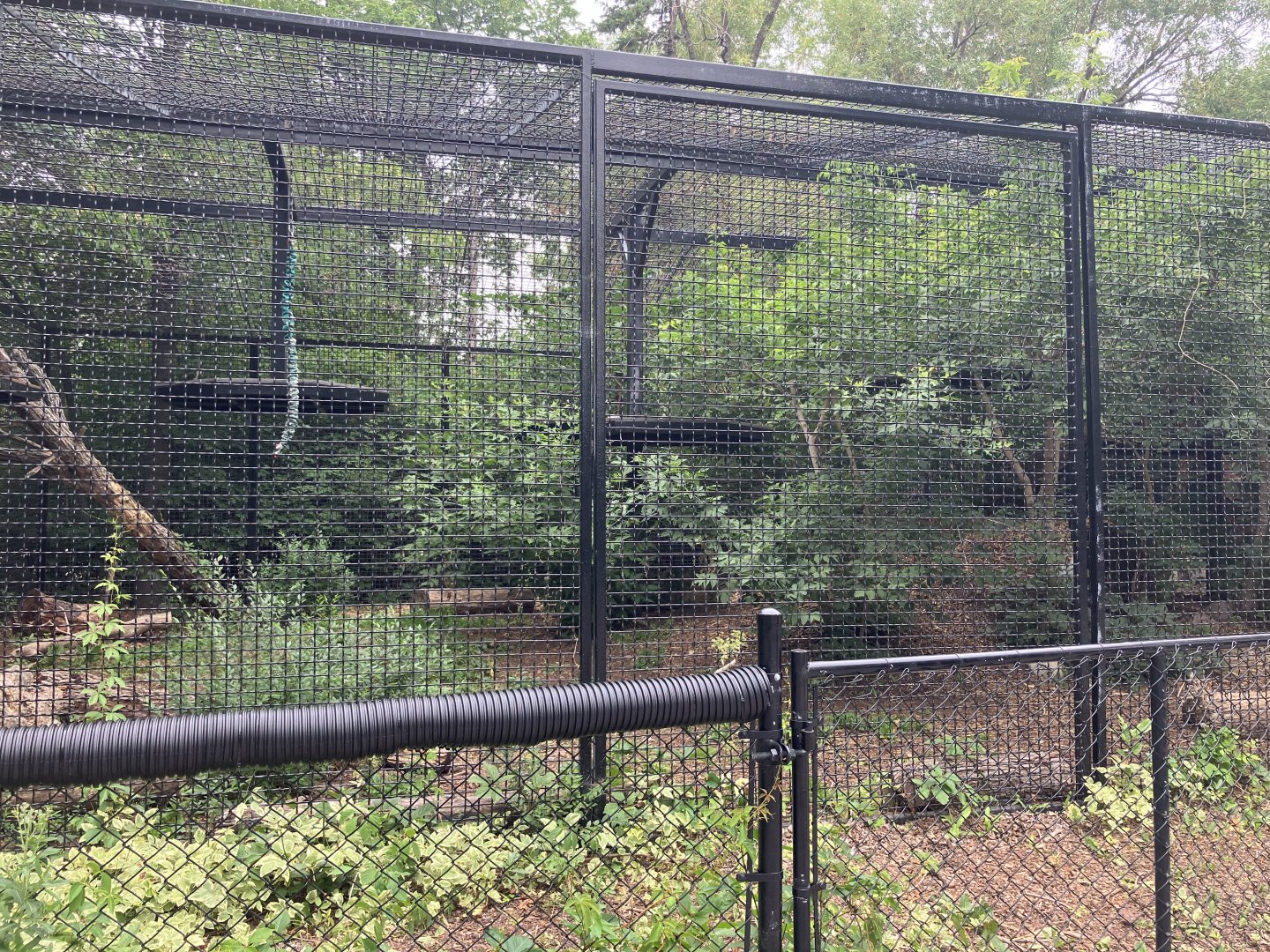 Asia - Amur Tiger Exhibit #2