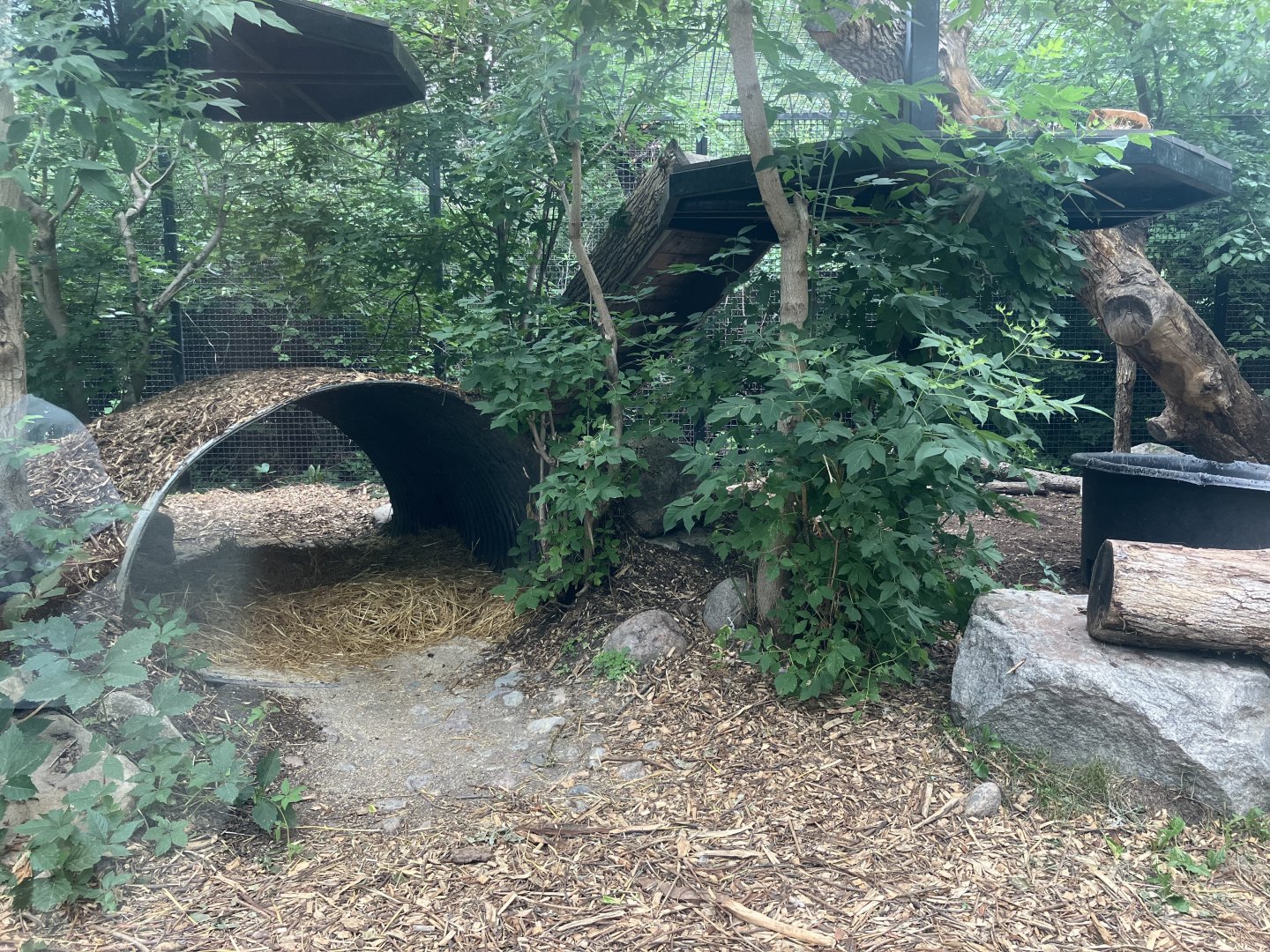 Asia - Amur Tiger Exhibit #2