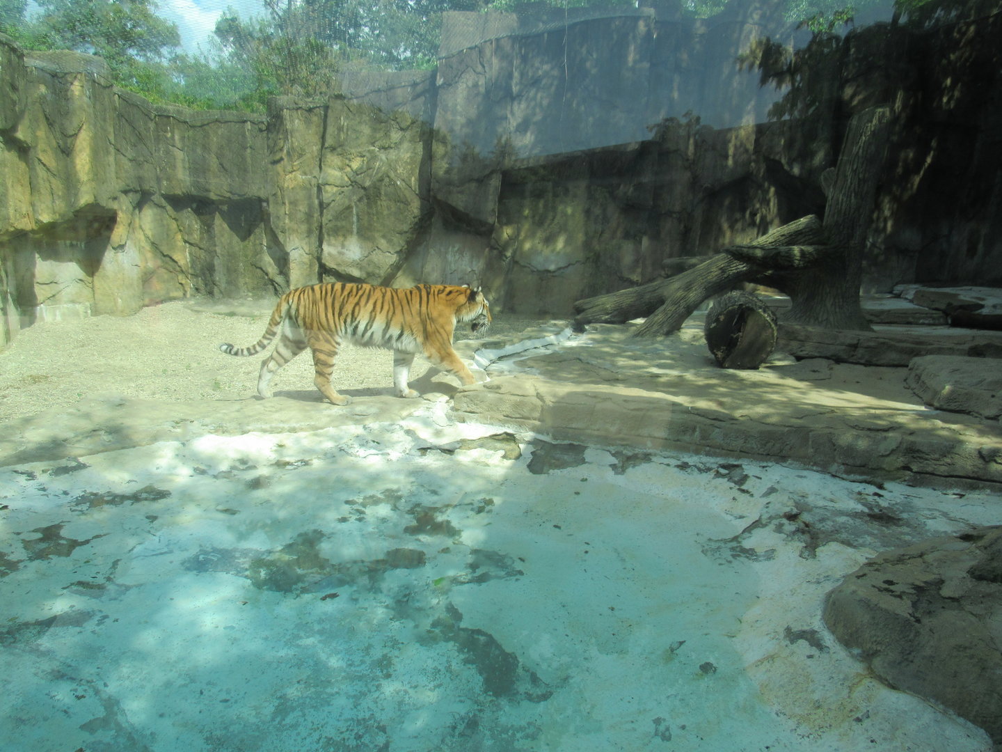 Asia - Amur Tiger Exhibit