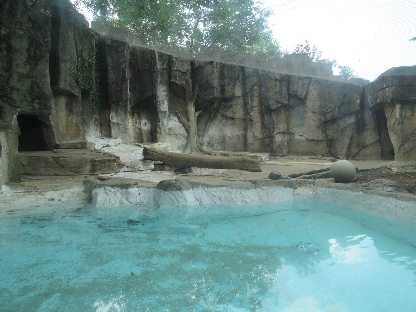 Asia - Amur Tiger second Exhibit