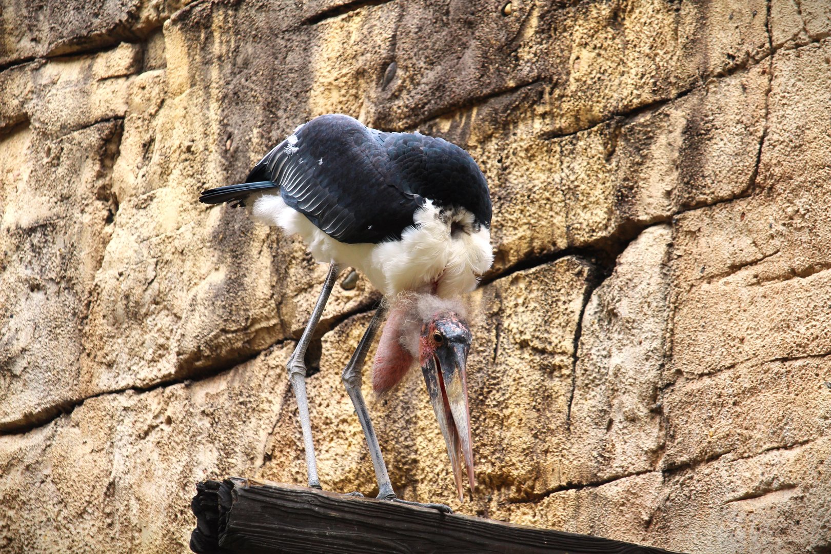 Asia - Anandapur Theater - Marabou Stork