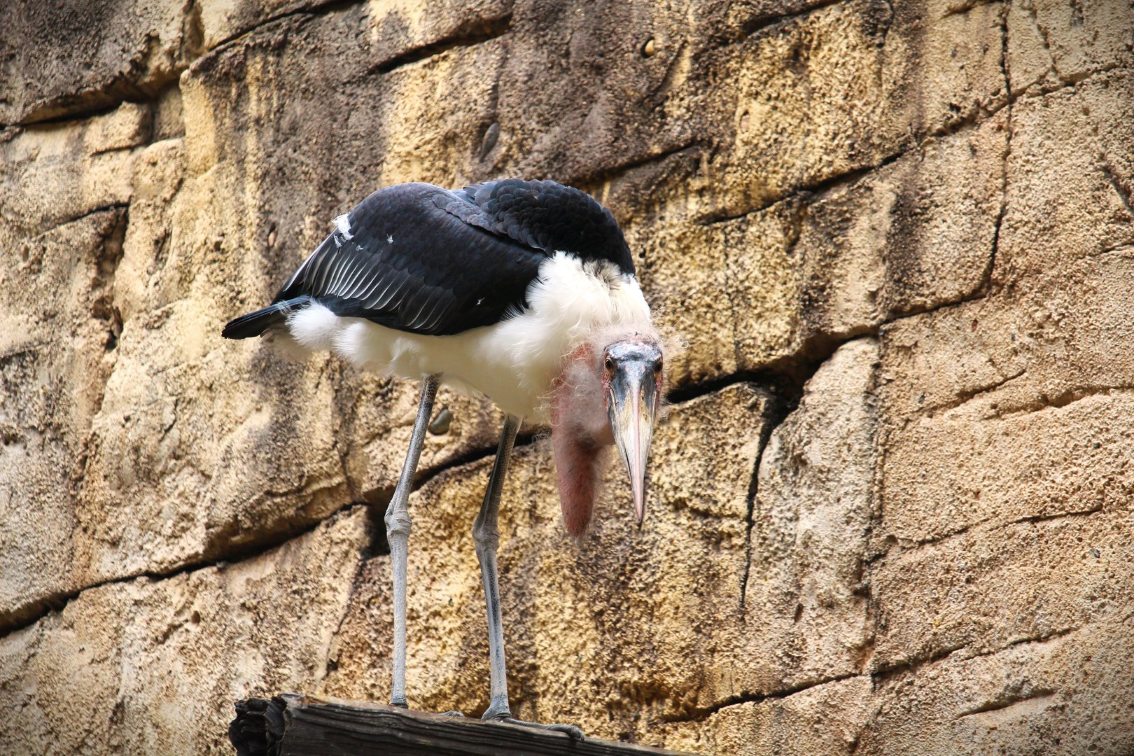 Asia - Anandapur Theater - Marabou Stork