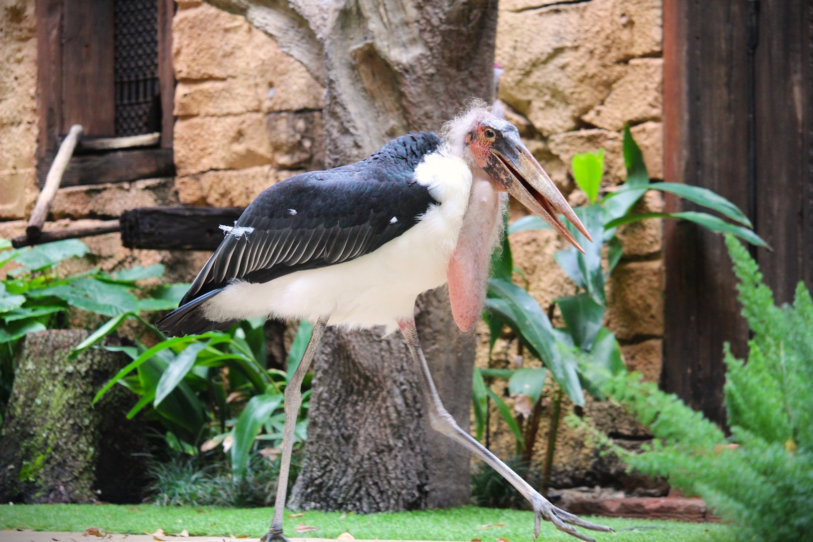 Asia - Anandapur Theater - Marabou Stork