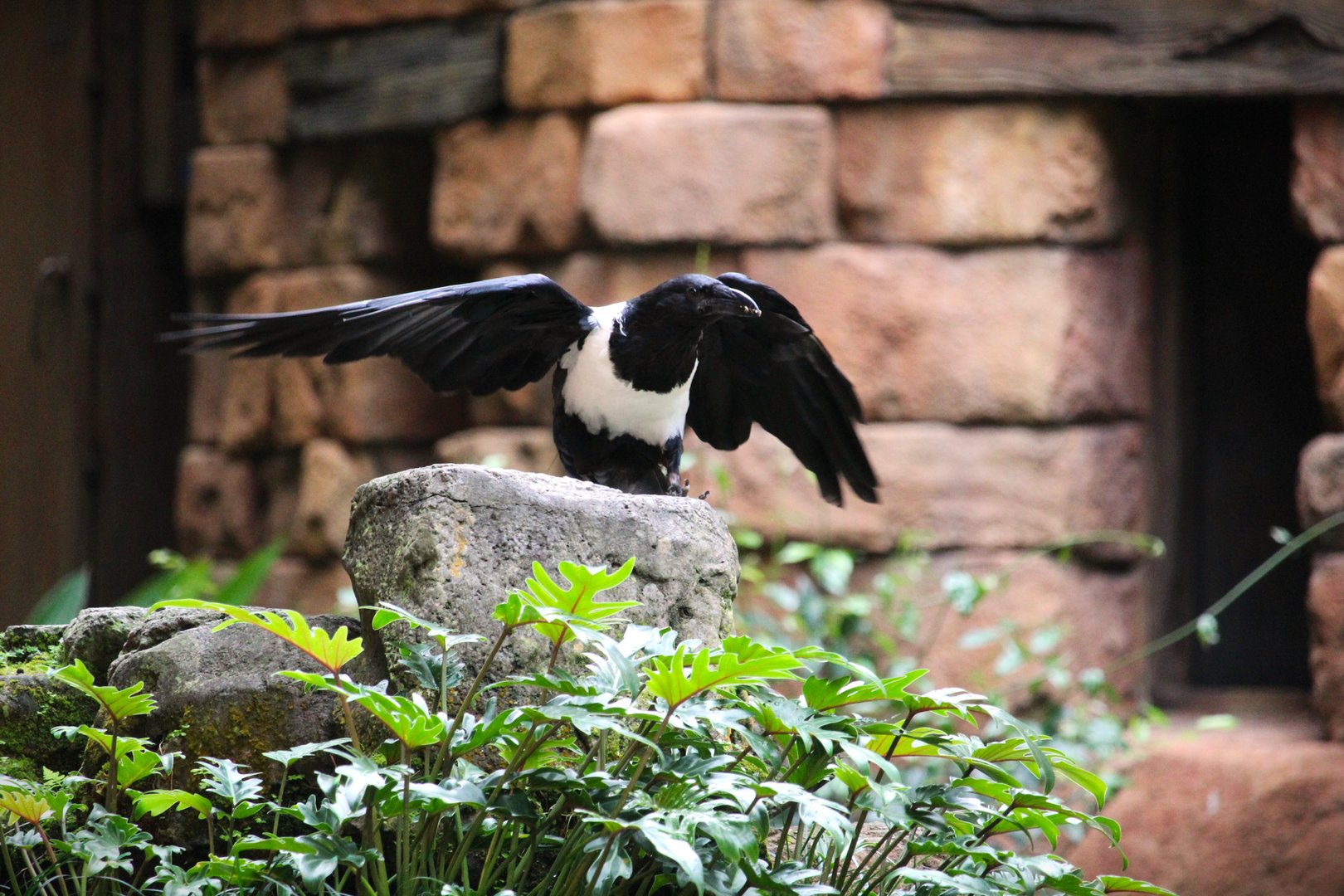 Asia - Anandapur Theater - Pied Crow