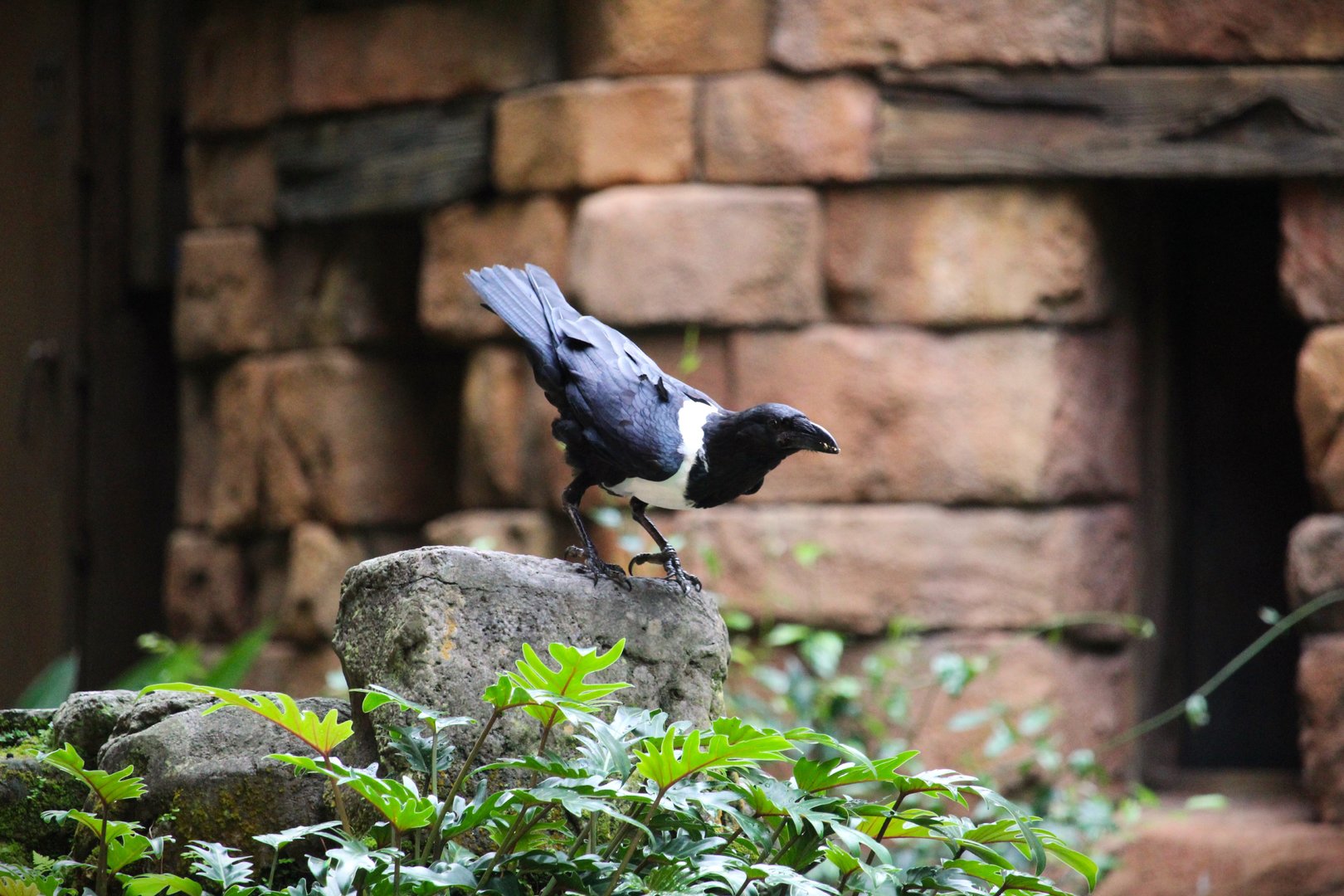 Asia - Anandapur Theater - Pied Crow