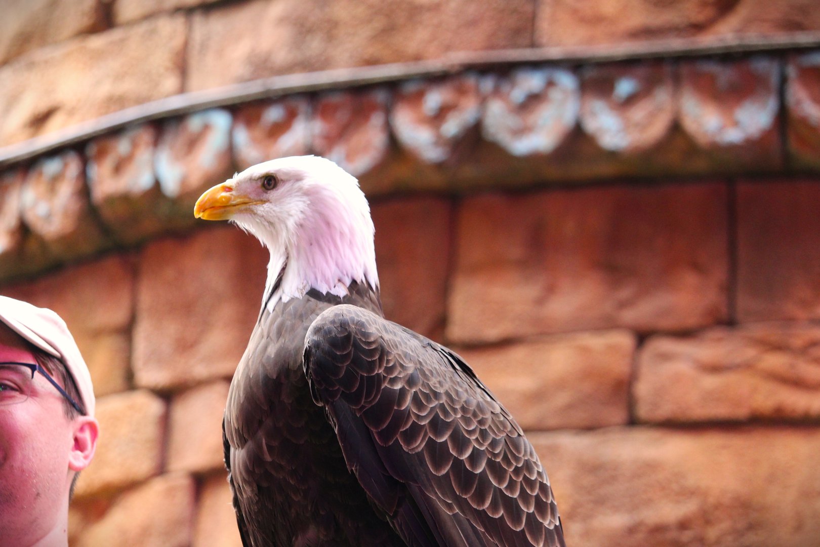 Asia - Anandapur Theater - Southern Bald Eagle