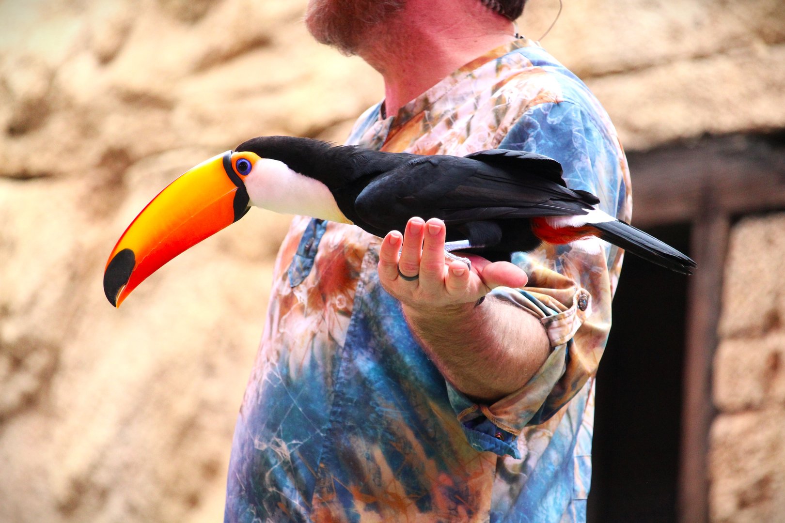 Asia - Anandapur Theater - Toco Toucan