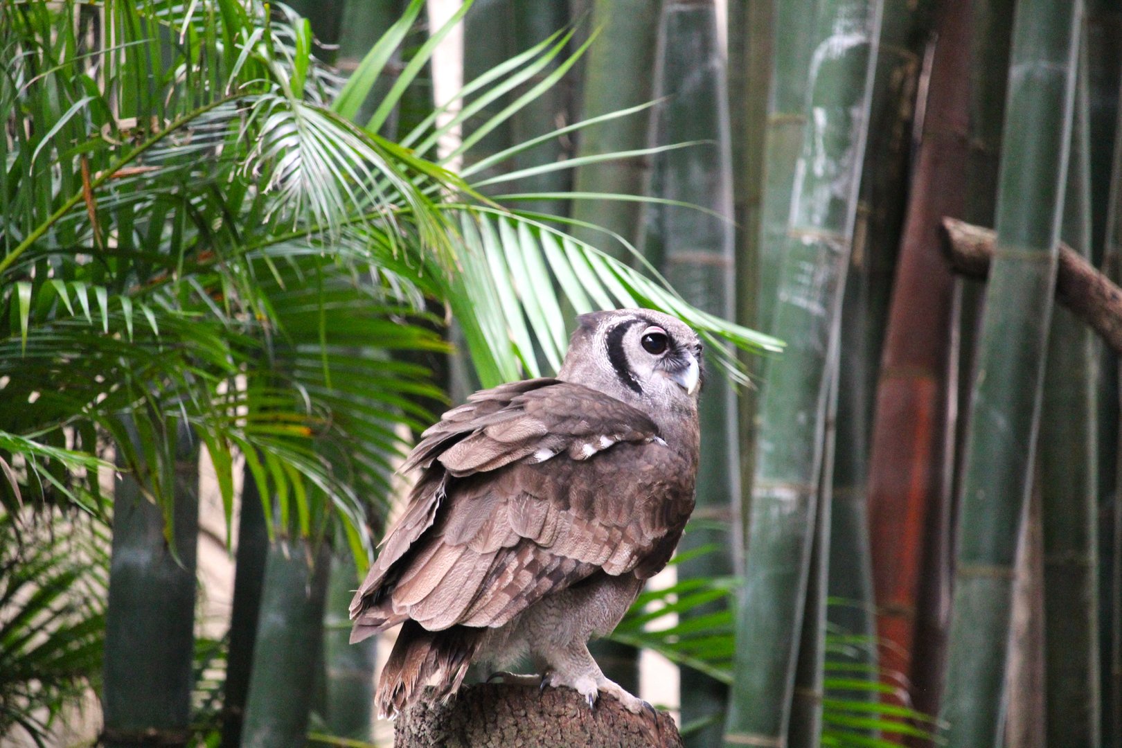 Asia - Anandapur Theater - Verreaux's Eagle-Owl