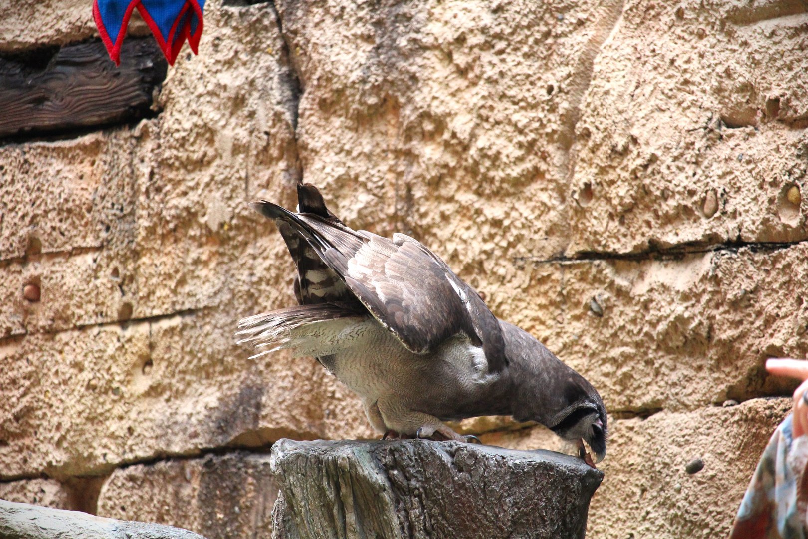 Asia - Anandapur Theater - Verreaux's Eagle-Owl