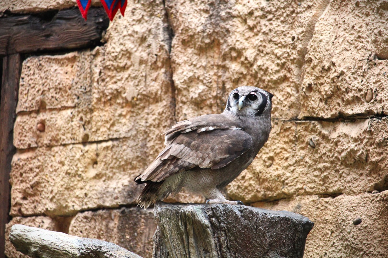 Asia - Anandapur Theater - Verreaux's Eagle-Owl