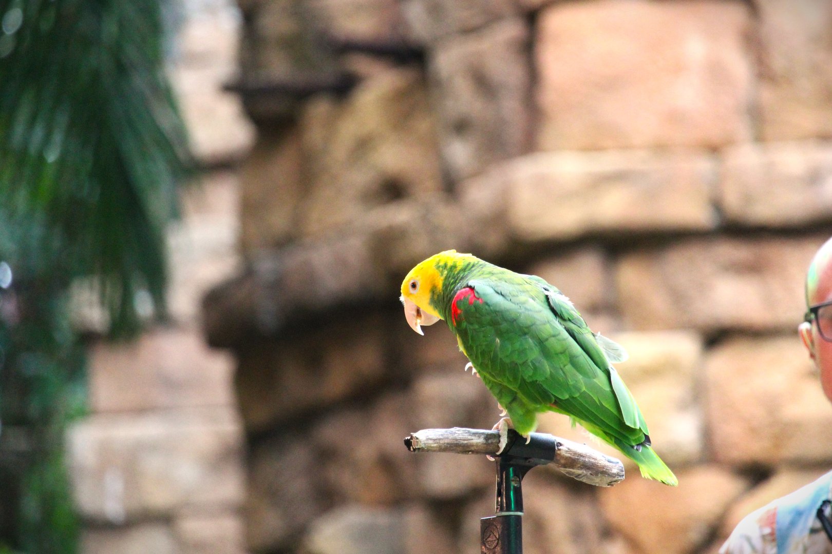 Asia - Anandapur Theater - Yellow-headed Amazon
