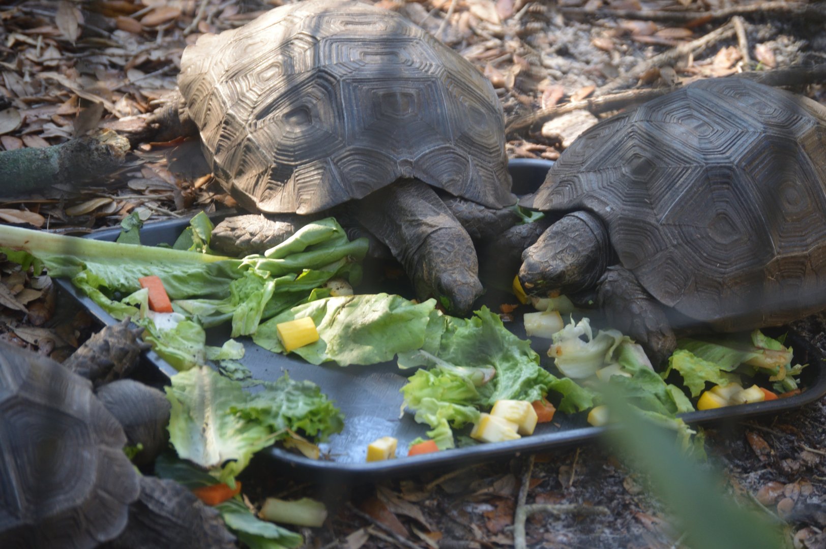 Asia - Asian Brown Tortoise