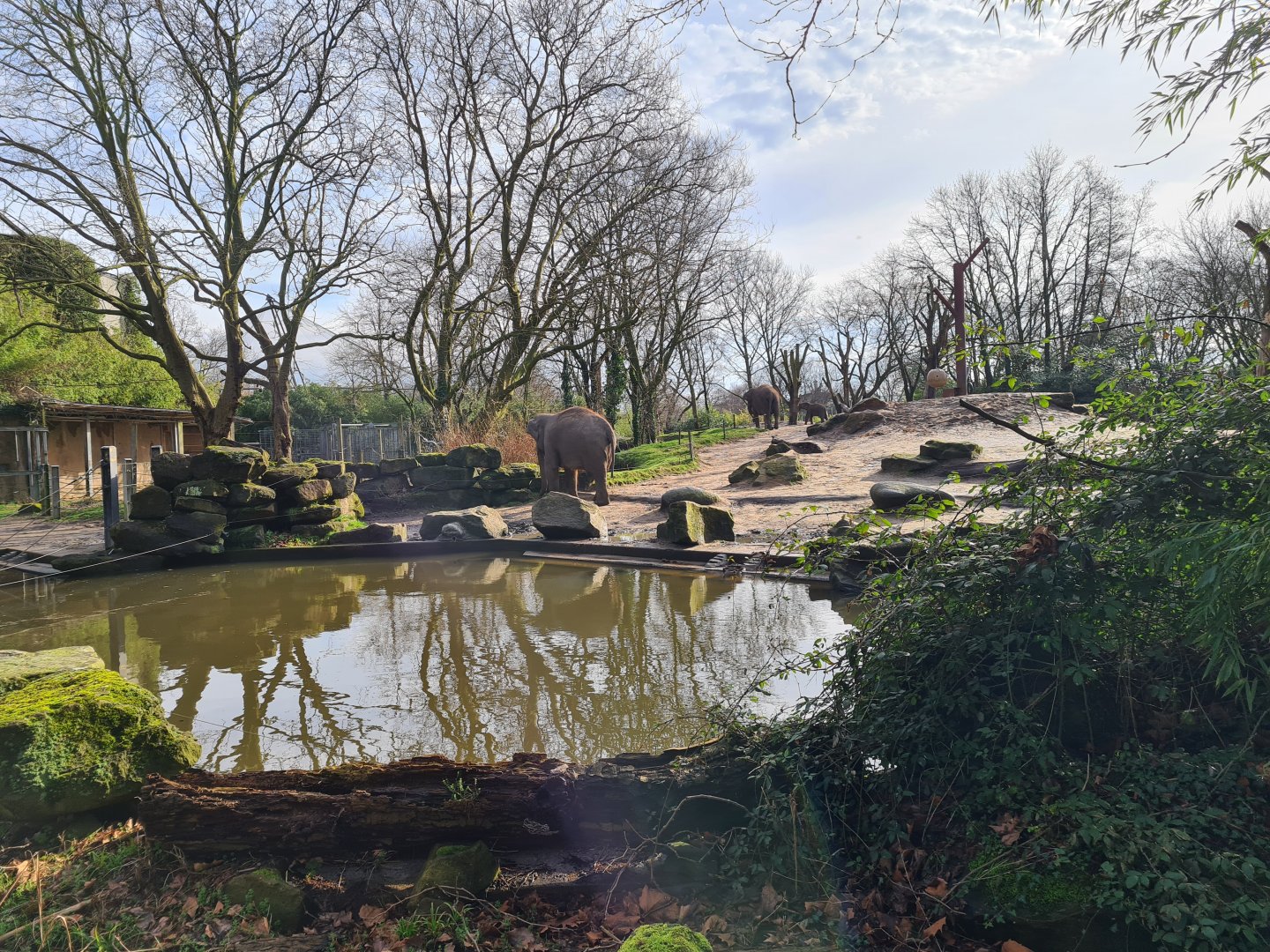 Asia - Asian elephant outdoor enclosure