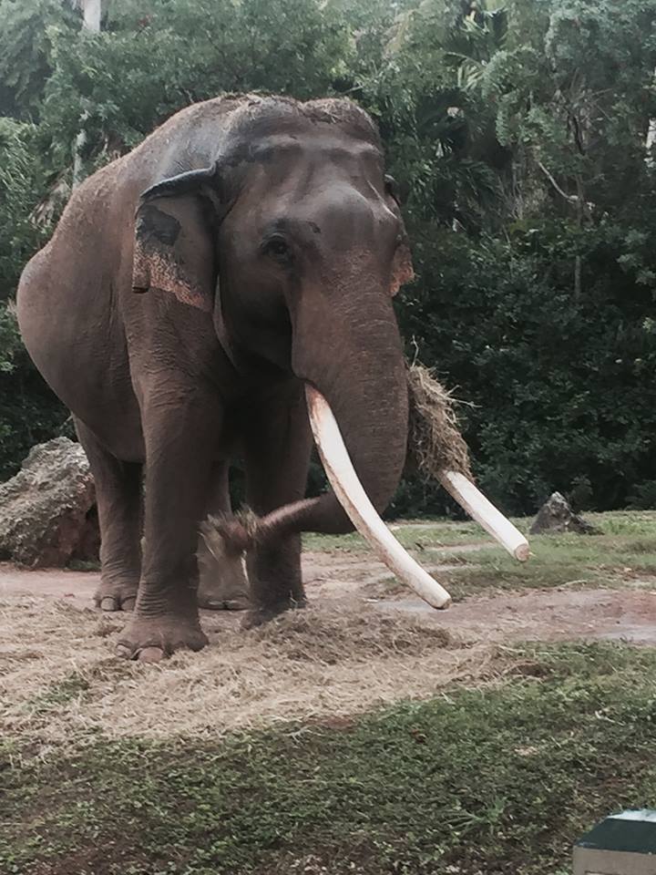 Asia- Asian Elephant