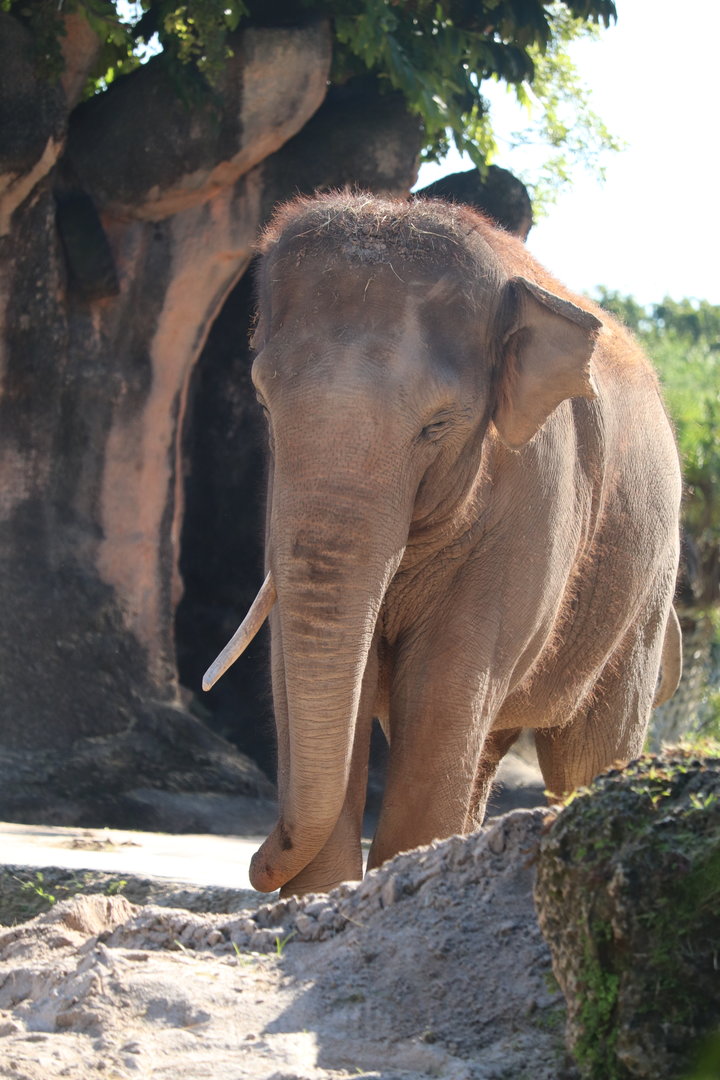 Asia - Asian Elephant